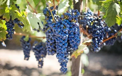 El resveratrol la beneficiosa sustancia del vino tinto