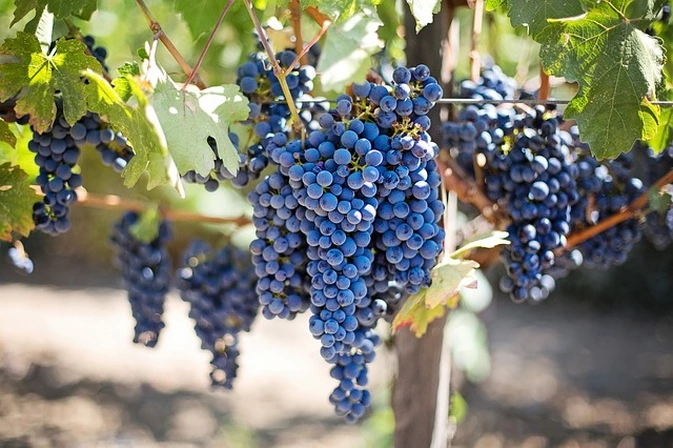 El resveratrol la beneficiosa sustancia del vino tinto