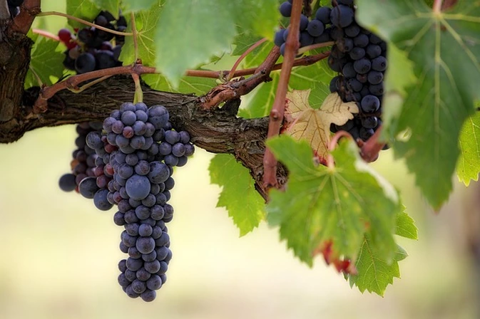 ¿Cuáles son los factores de calidad de un viñedo?