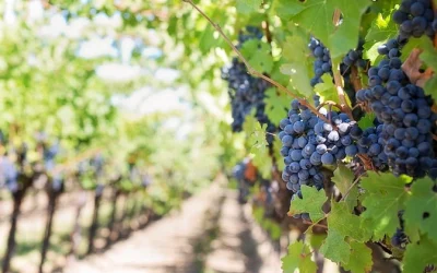 Cómo afecta el cambio climático al vino