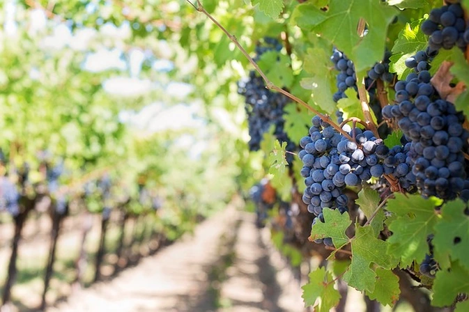 Cómo afecta el cambio climático al vino