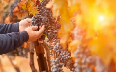 El Impacto del clima y el suelo en el sabor del vino