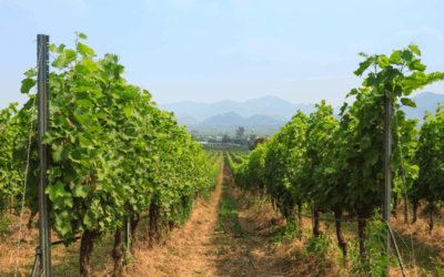 Viticultura ecológica en Bodegas Alore
