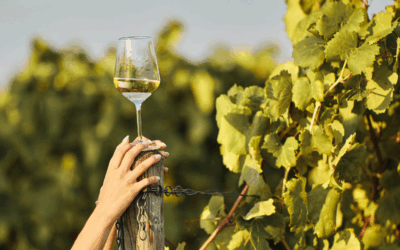 La Influencia del Clima en la Añada: ¿Cómo Afecta al Vino?
