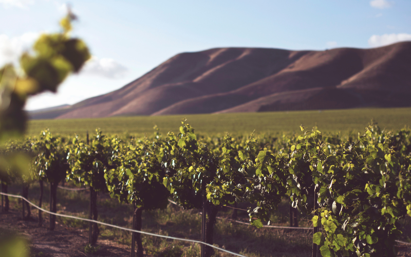 la-crianza-del-vino-enovalencia (Copiar) vino azul