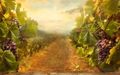 Del viñedo propio a la botella
